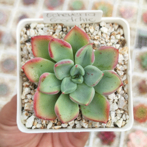 ECHEVERIA GOODCHIE P7