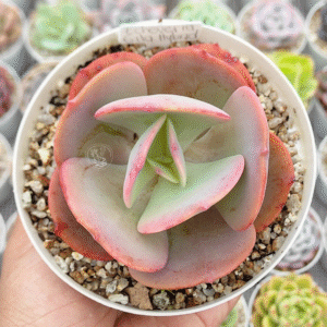 ECHEVERIA GILA HYBRID (BRASILERA) P12