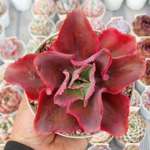 ECHEVERIA PAPYS ROSE P14