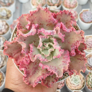 ECHEVERIA CHANTILLY P12