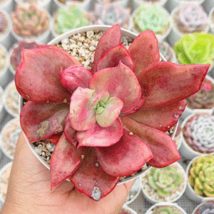 ECHEVERIA DIAMOND STATE VAR P10