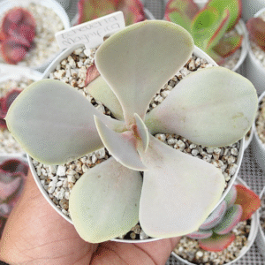 ECHEVERIA MAGNIFICA P12