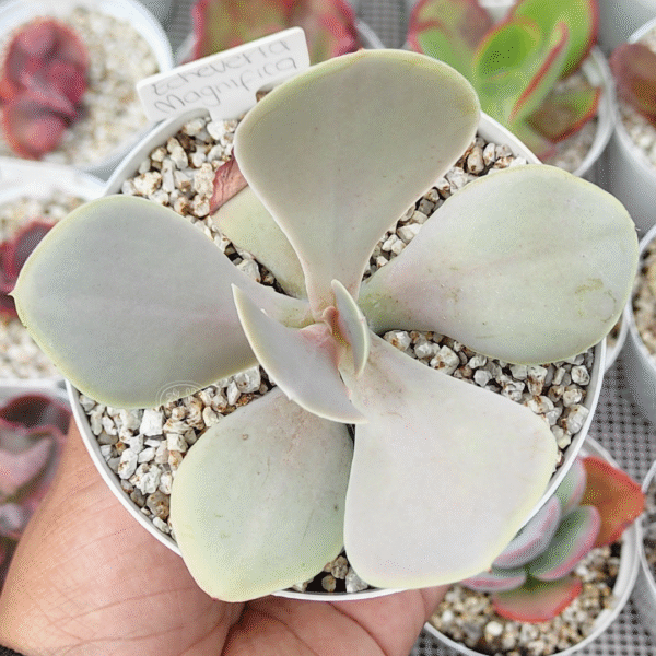 ECHEVERIA MAGNIFICA P12