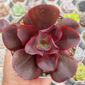 ECHEVERIA HORTENCIA P12