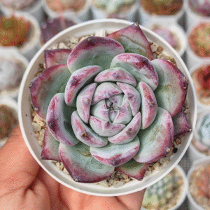 ECHEVERIA BLACK SABBATH P8