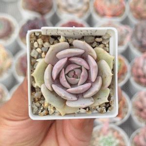 ECHEVERIA LOLA PINK P5