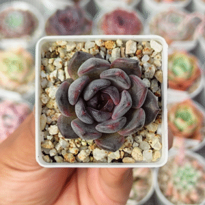 ECHEVERIA BLACK PEARL P5