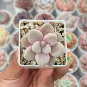GRATOPETALUM ELLEN P5