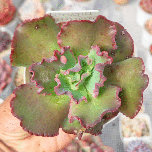 ECHEVERIA DRAGÓN QUEEN P9