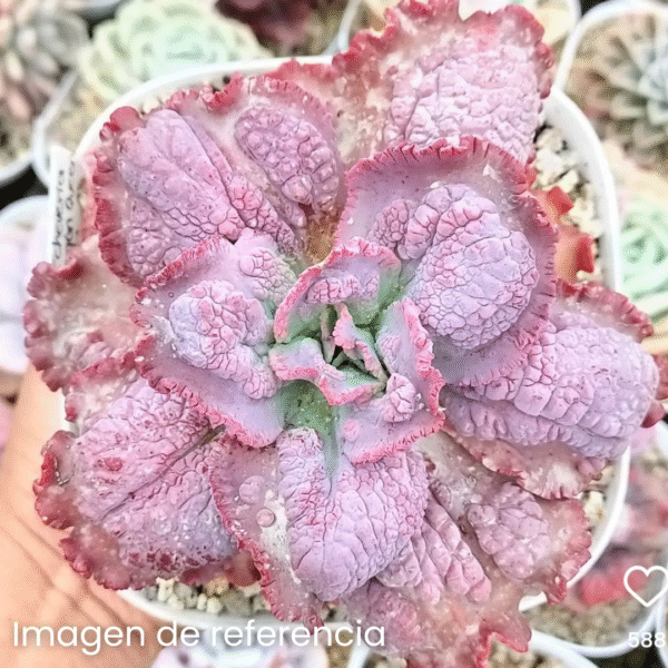 ECHEVERIA DRAGÓN QUEEN P9 - Imagen 2