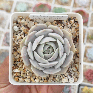 ECHEVERIA LOLA PINK P7