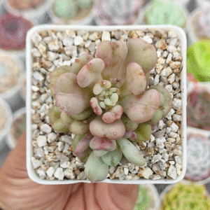 ECHEVERIA BILL GATE P8