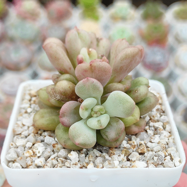 ECHEVERIA BILL GATE P8 - Imagen 2