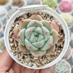 ECHEVERIA ALBA BEAUTY P8