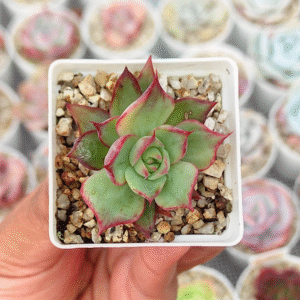 ECHEVERIA CASIO VARIEGADA P5