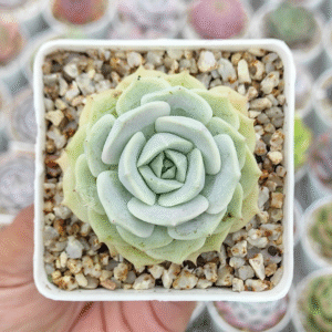 ECHEVERIA FLEUR BLANC P7