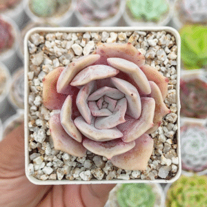 GRAPTOVERIA DEMIE LUNE P7