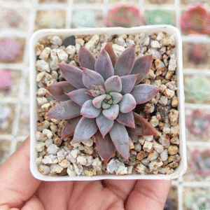 GRAPTOPETALUM RUSBYII X ECHEVERIA TOLIMANENSIS P7