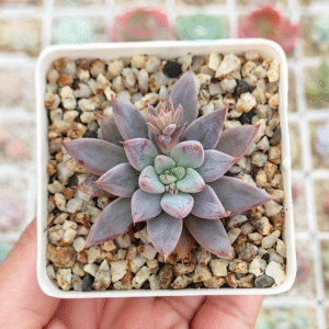 GRAPTOPETALUM RUSBYII X ECHEVERIA TOLIMANENSIS P7