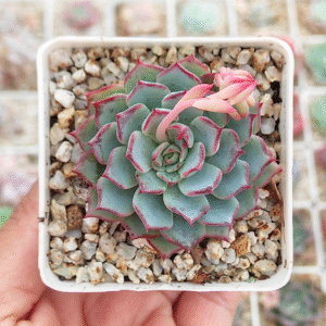 ECHEVERIA NUMBERNINE P7 # 1