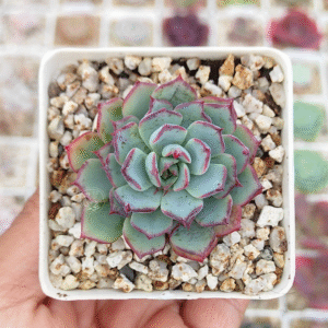 ECHEVERIA NUMBERNINE P7 # 2