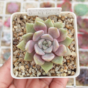 ECHEVERIA PASTEL LE?N P7