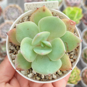 ECHEVERIA HAKUHOU P8