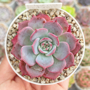 ECHEVERIA LAULENSIS P8