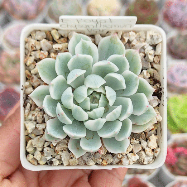 ECHEVERIA ROYAL CHRYSANTHEMUM VAR P7