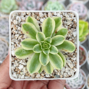 GREENOVIA DRODENTALIS VAR P7