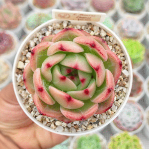 ECHEVERIA MONROE CHANEL P8 # 1