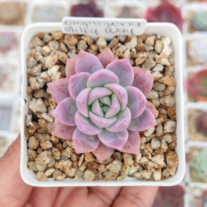 GRAPTOVERIA MILKY WAY P7