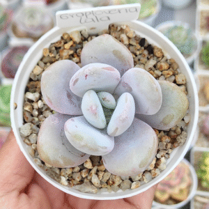 GRAPTOVERIA LALA P8