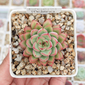 ECHEVERIA MEBINA P7
