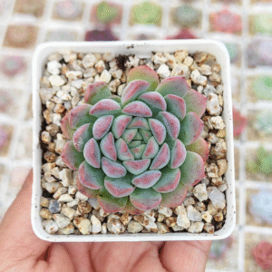 ECHEVERIA AMELIE P7
