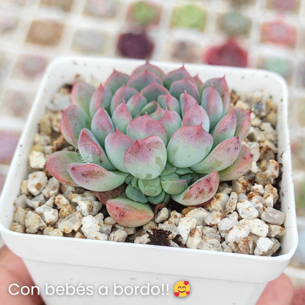 ECHEVERIA AMELIE P7 - Imagen 2