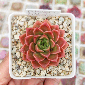 ECHEVERIA BUBBALOO P7