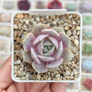 ECHEVERIA LAURA P7