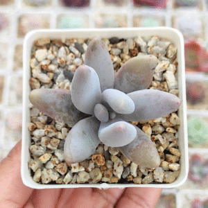 PACHYPHYTUM WENDERMANII P7