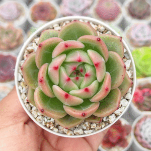 ECHEVERIA MONROE CHANEL P8 # 2
