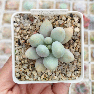 PACHYVERIA LA COLOMBE VENUS P7