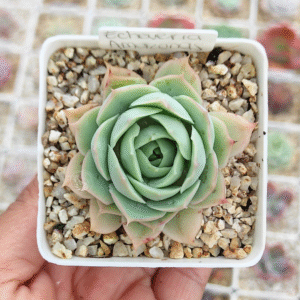 ECHEVERIA AMMAZONAS P7