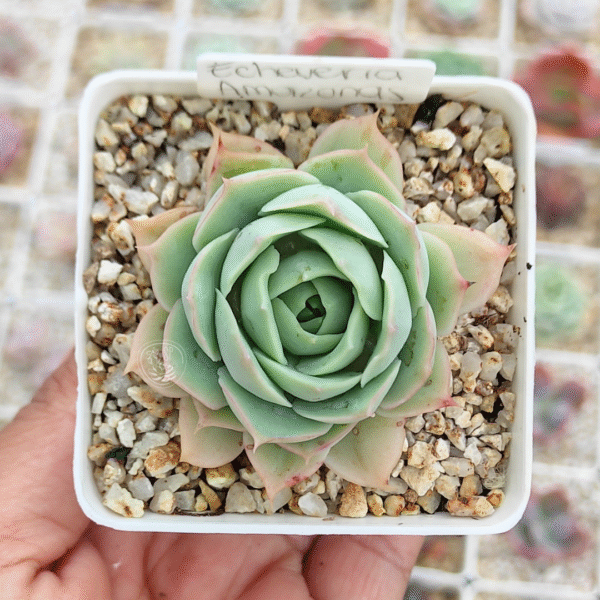 ECHEVERIA AMMAZONAS P7