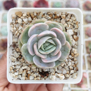 ECHEVERIA BLUE SURPRISE VAR P7