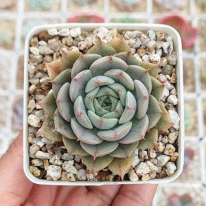 ECHEVERIA MAROON HILL P7