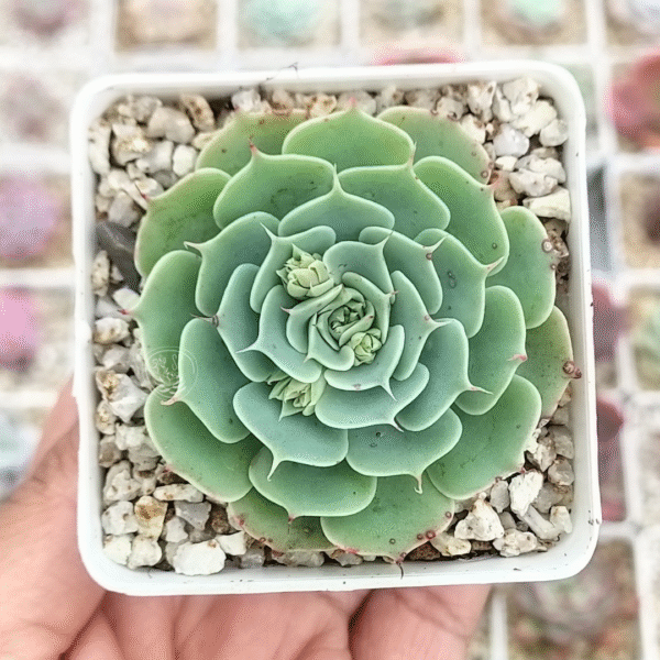 ECHEVERIA SKY ROSE P7
