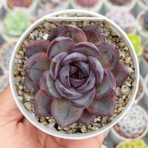 ECHEVERIA ODETTE P8