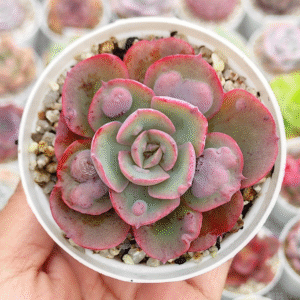 ECHEVERIA HEART DELIGHT P8