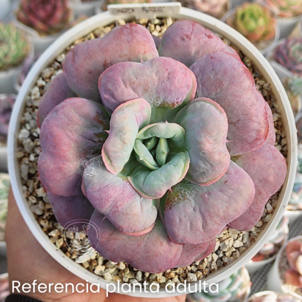 ECHEVERIA HEART DELIGHT P8 - Imagen 2