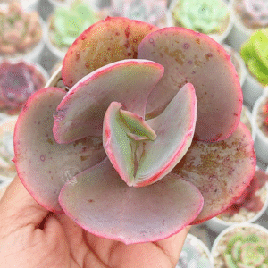 ECHEVERIA MAUNA LOA BRASILERA P8